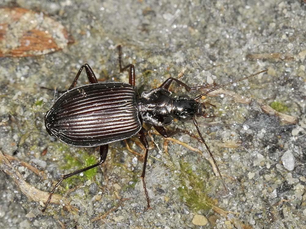 Limodromus assimilis